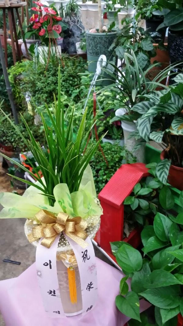 ڸƿ ֹ